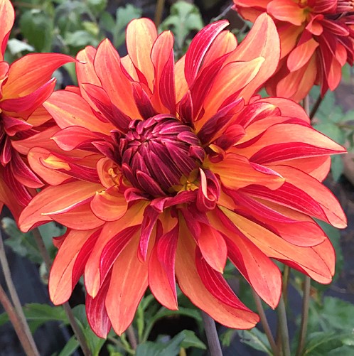 Dahlia Miss Brandy